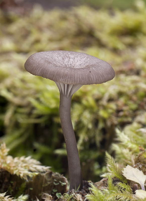 Omphalina epichysium